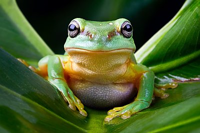 tree-frog.jpg